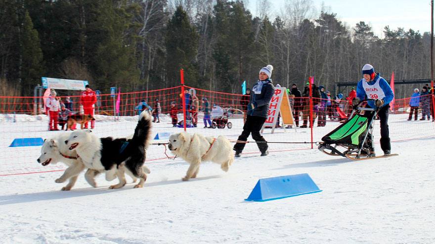 Томичей приглашают на соревнования по ездовому спорту «Снежные хвосты»